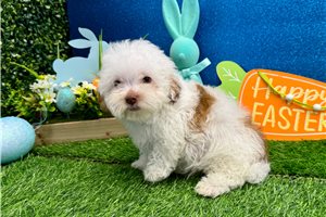 Paul - Miniature Poodle for sale