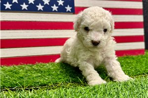 Victoria - Miniature Poodle for sale
