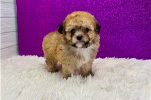 Lana - Poodle, Toy for sale