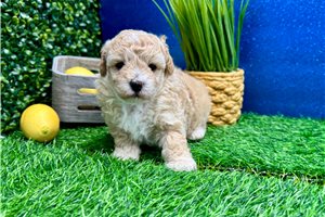 Issac - puppy for sale