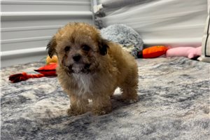 Lana - Poodle, Toy for sale