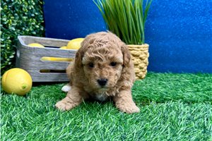 Iago - Poodle, Toy for sale