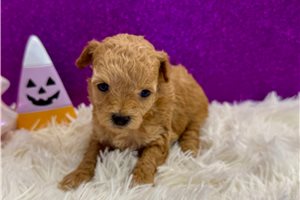 Danica - Poodle, Toy for sale