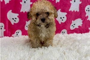 Lana - Toy Poodle for sale