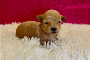 Danica - puppy for sale