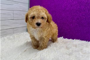 Lisa - Poodle, Toy for sale
