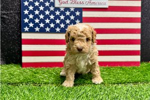 Vincenzo - puppy for sale