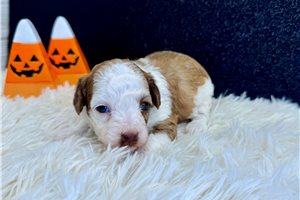 Kingston - Poodle, Miniature for sale