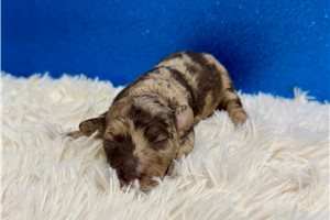Callen - puppy for sale
