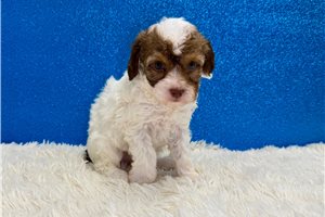Ford - puppy for sale