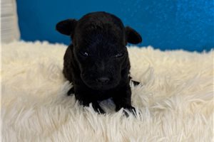 Dante - puppy for sale