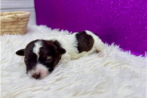 Caris - puppy for sale
