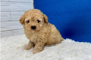 Leon - Poodle, Toy for sale