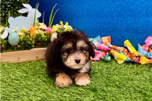 Diana - Poodle, Toy for sale