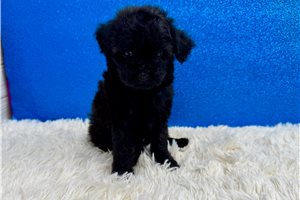 Dante - Toy Poodle for sale