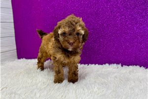 Friday - puppy for sale