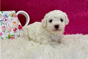 Lorraine - Poodle, Toy for sale