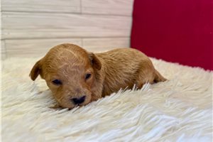 Dana - Poodle, Toy for sale