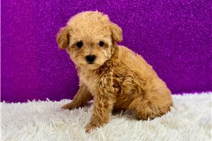 Danica - Toy Poodle for sale