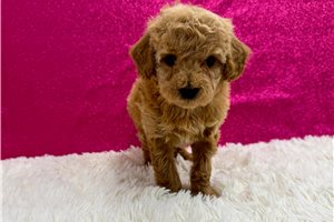Dana - Toy Poodle for sale