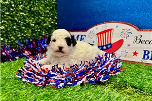 Tyson - Poodle, Miniature for sale