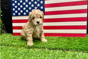 Vanna - Miniature Poodle for sale