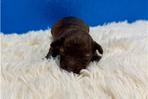 Carlito - puppy for sale