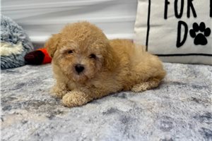 Leon - Poodle, Toy for sale