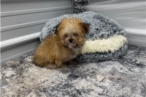 Lana - Toy Poodle for sale