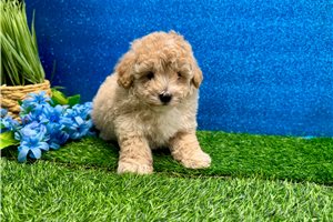 Issac - Poodle, Toy for sale