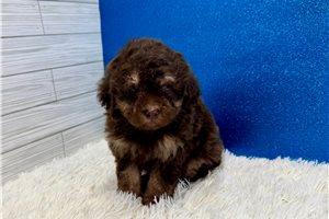 James - Poodle, Toy for sale
