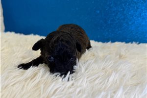 Danny - Poodle, Toy for sale