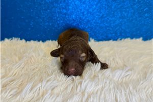 Carlton - puppy for sale