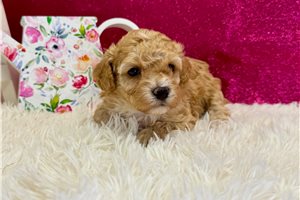 Lisa - puppy for sale
