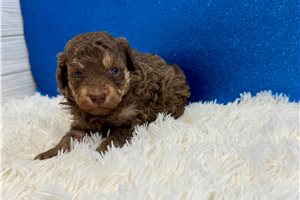Jessica - puppy for sale