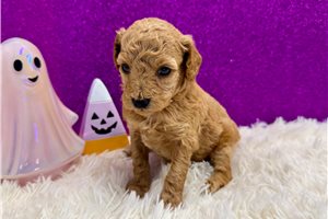 Dana - Toy Poodle for sale