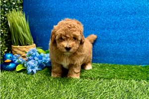 Iago - Poodle, Toy for sale