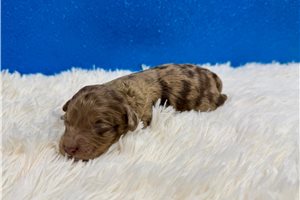 Calvin - puppy for sale
