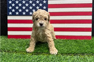 Vanna - puppy for sale