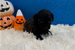 Danny - Toy Poodle for sale