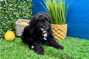 Irene - puppy for sale