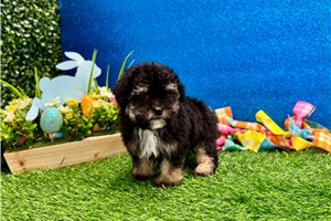 Della - Poodle, Toy for sale