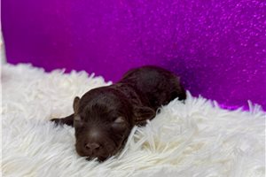 Camilla - Poodle, Miniature for sale