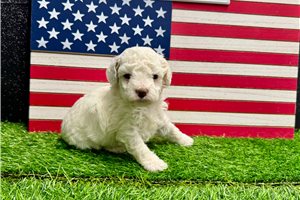 Volt - puppy for sale
