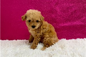 Danica - Toy Poodle for sale