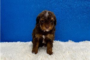 Forge - puppy for sale