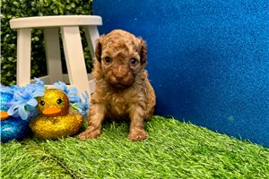 Newt - Poodle, Miniature for sale