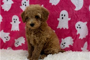 Dana - Toy Poodle for sale