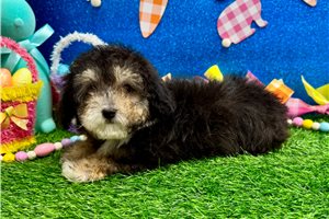 Diana - Poodle, Toy for sale