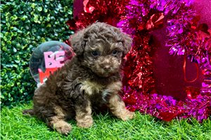 Flora - Poodle, Toy for sale